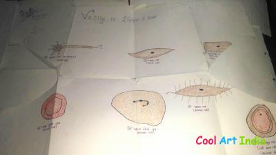 varity of shapes of cells