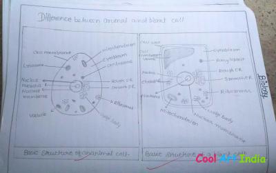 plant and animal cell