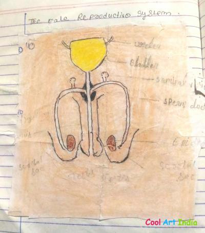 male reproductive system