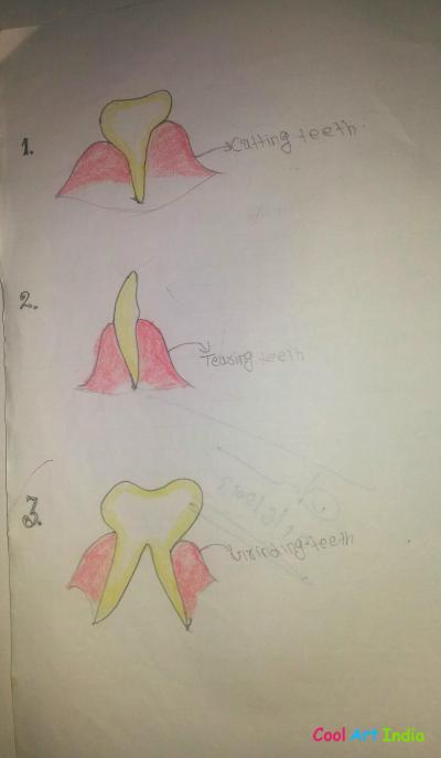 Types of teeth