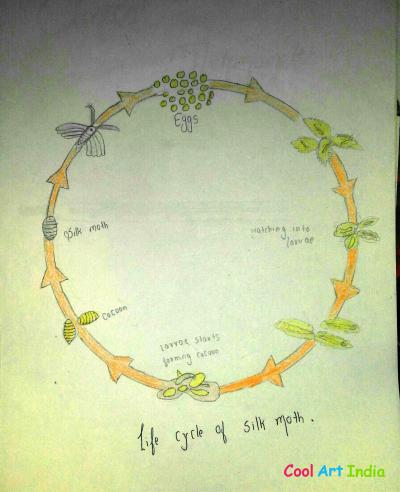 life cycle of silk moth