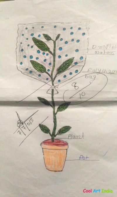 Transpiration in plant