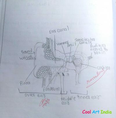 interior part of ear