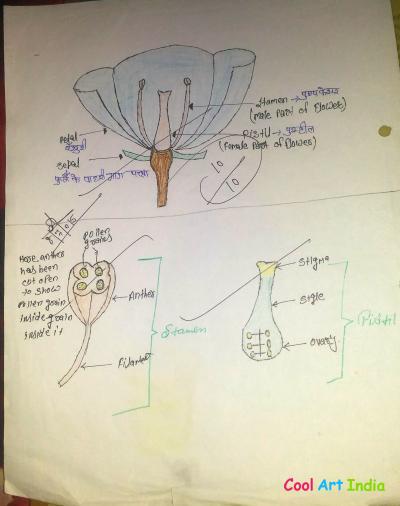 flower, stamen, and pistil