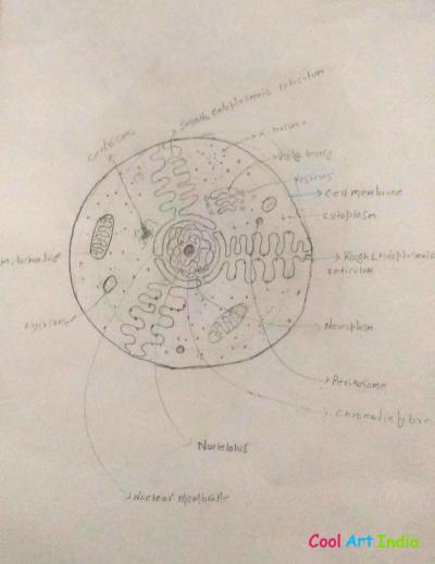 Animal cell