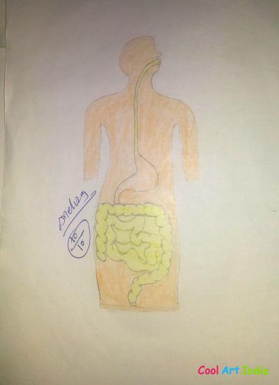 Digestive system