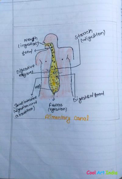 alimentary canel