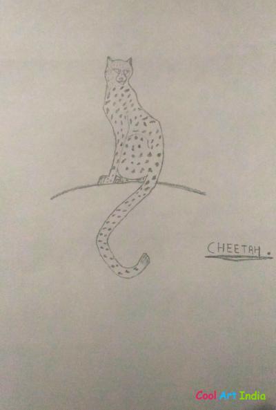 cheetah
